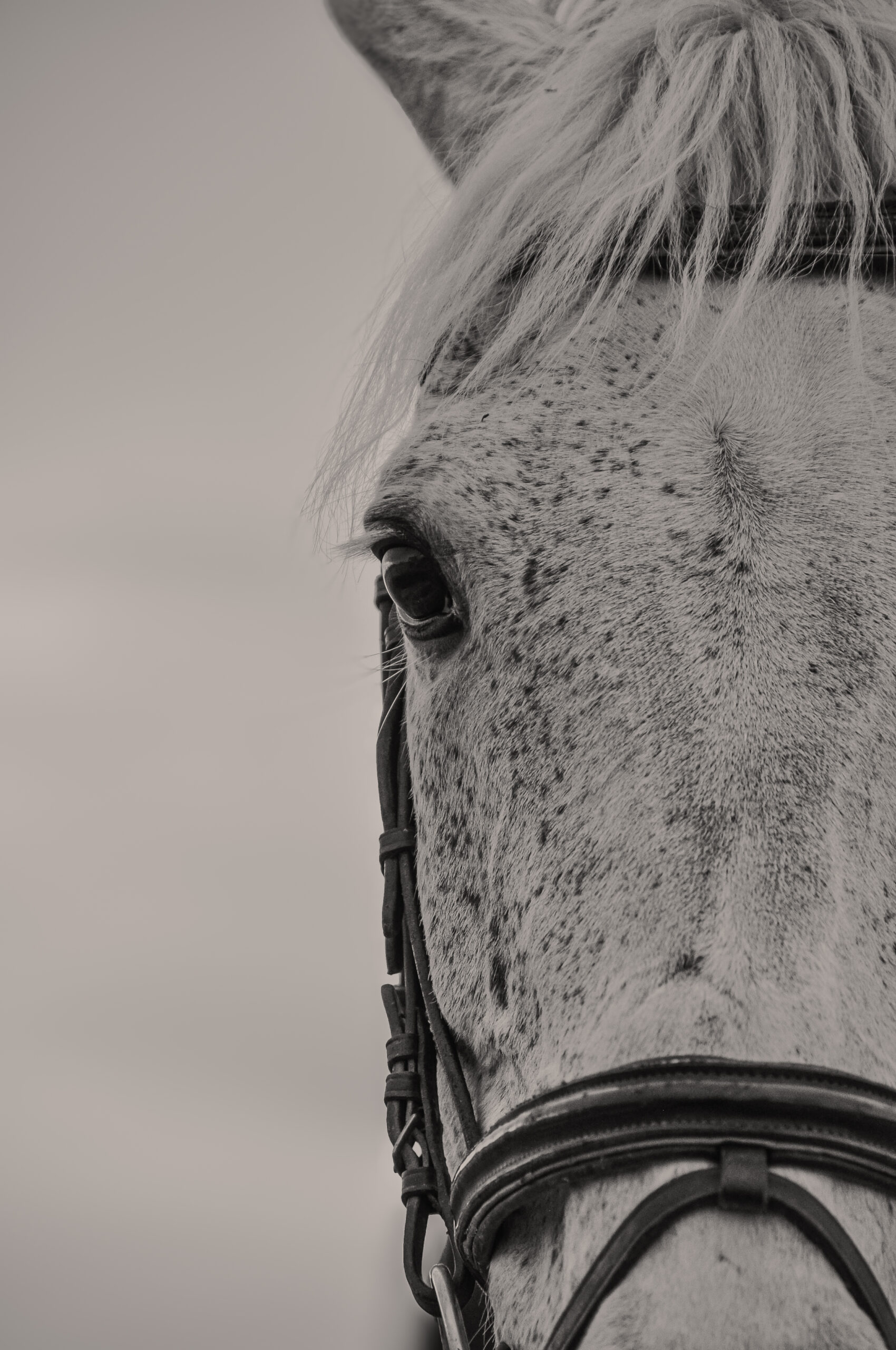 photographie équestre des détails de la tête d'un cheval de concours, signée MFC photographie