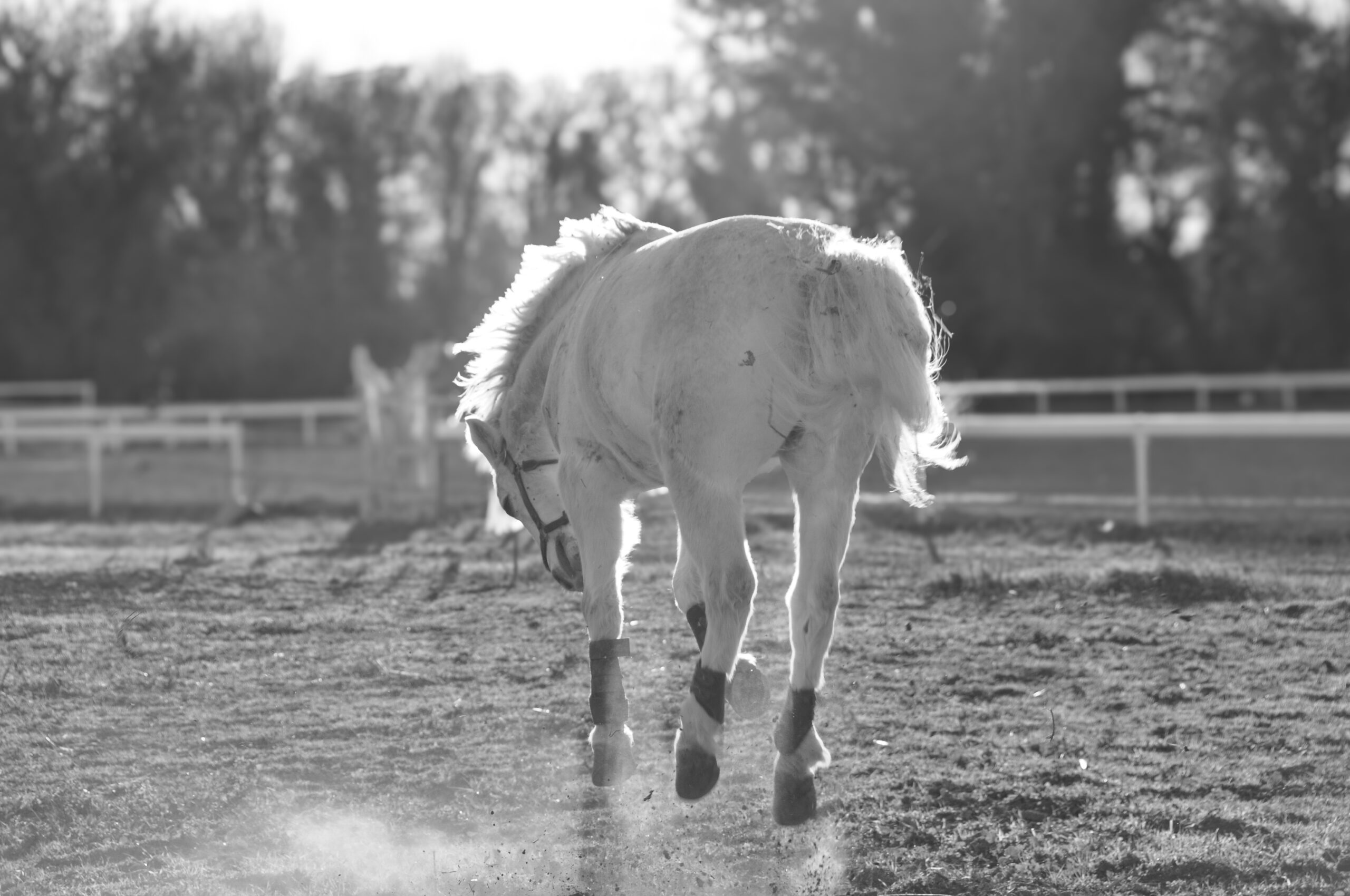 shooting équestre en noir et blanc d'un poney gris