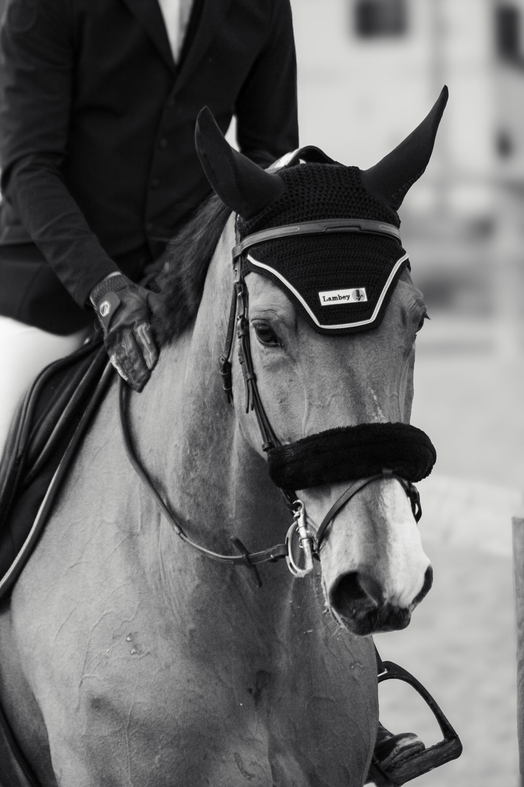 photographie équestre des détails de la tête d'un cheval de concours, signée MFC photographie