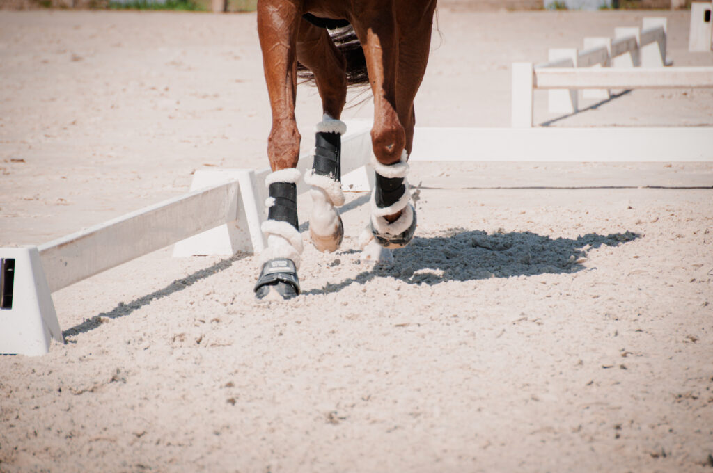 photo pattes du cheval sur le carré de dressage