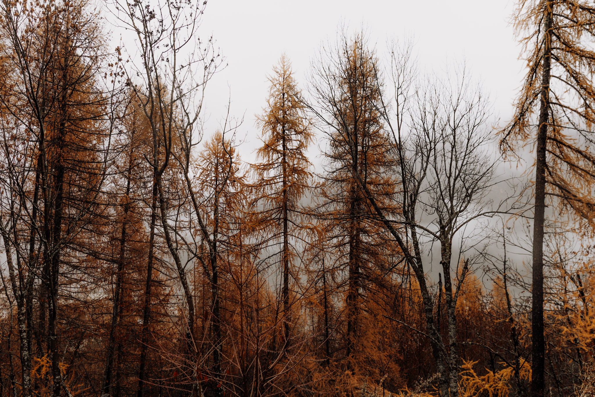 paysage de l'automne en montagne à puy saint Vincent couleur orange rouge et marron forêt de mélèzes un jour de pluie avec de la brume